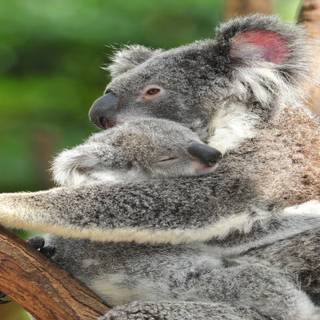 Baby koala wallpaper
