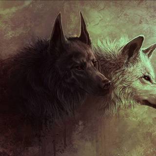 White wolf and black wolf wallpaper