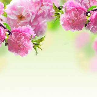 Wallpaper pink flowers