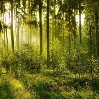 Forest pic for background