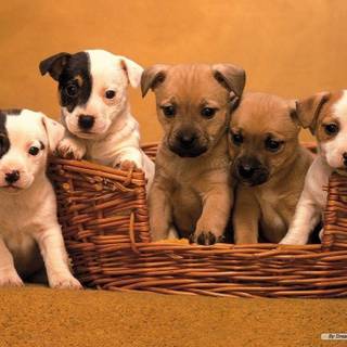 Desktop background puppies