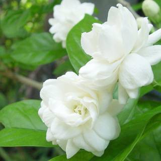Jasmine flowers wallpaper