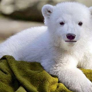 Baby animal HD wallpaper