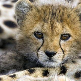 Cheetah wallpaper cool baby