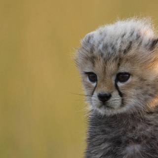 Cheetah wallpaper cool baby