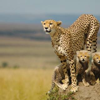 Cheetah wallpaper cool baby