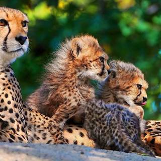 Cheetah wallpaper cool baby