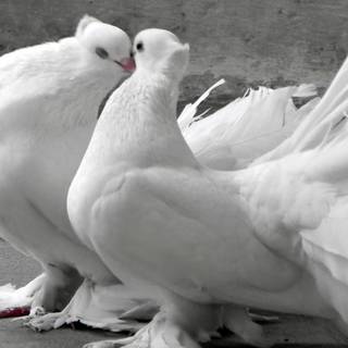 Pigeons love wallpaper