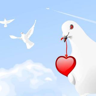 Pigeons love wallpaper