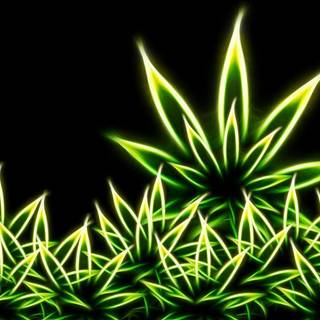 HD marijuana leaf wallpaper