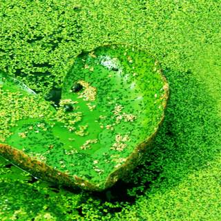 HD wallpaper in love and nature