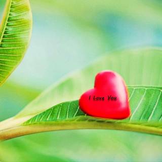 HD wallpaper in love and nature