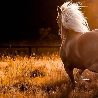 Horse wallpaper HD