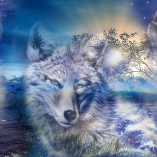 Cool wolf wallpaper free