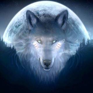 Cool wolf wallpaper free