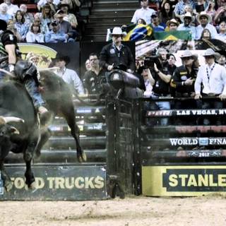 Bull riding HD wallpaper