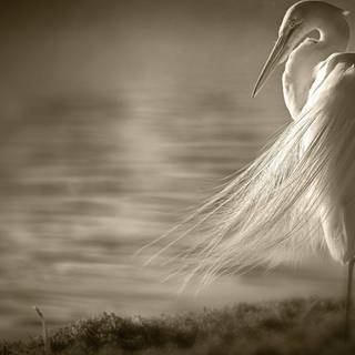 Sepia effect wallpaper