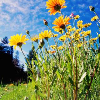 Nd mobile nature wallpaper