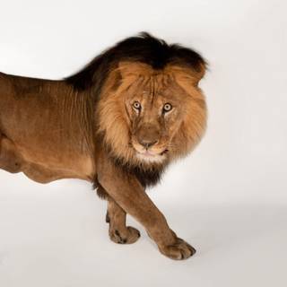 Heart lion background