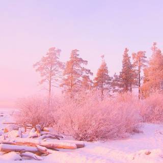 Pink nature trees wallpaper