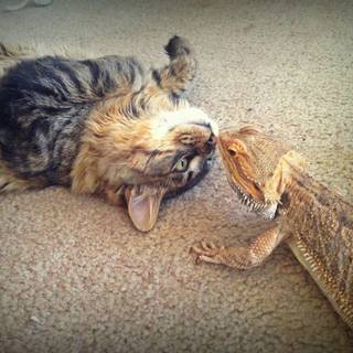 Bearded dragons wallpaper