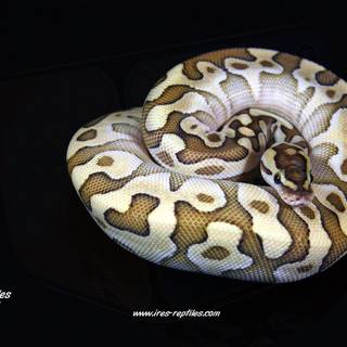 Ball python wallpaper