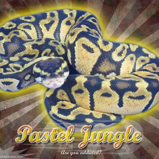 Ball python wallpaper