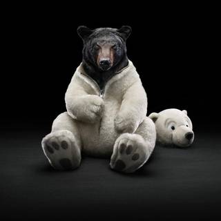 Wallpaper funny full HD