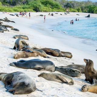 Galápagos Islands wallpaper