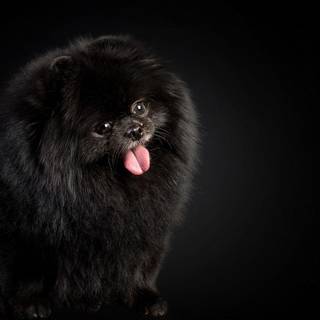 Black dogs wallpaper