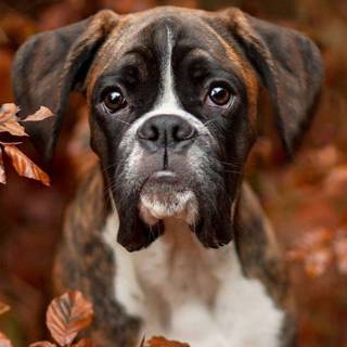 Boxer dogs wallpaper