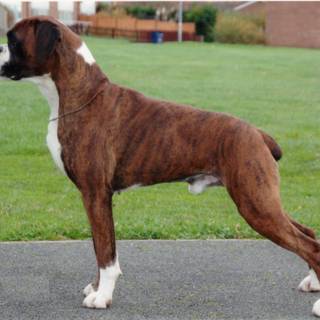 Boxer dogs wallpaper