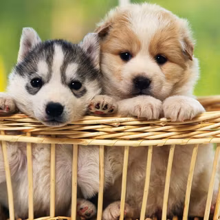 Cute cute cute dogs wallpaper