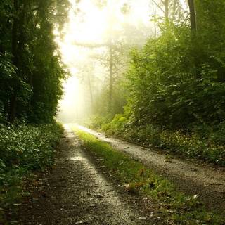 Rain forest road wallpaper