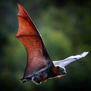 Bat animal wallpaper