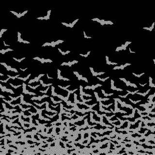 Bat animal wallpaper