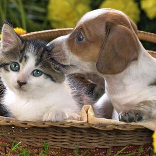 Kitten and puppy wallpaper