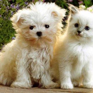 Kitten and puppy wallpaper