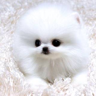 Teacup puppies wallpaper