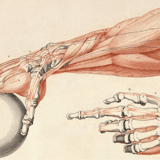 Human anatomy wallpaper