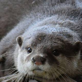 Cute otter wallpaper