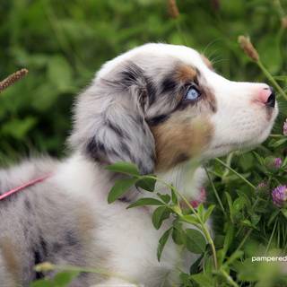 Australian Shepherds wallpaper