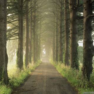 Forest road wallpaper