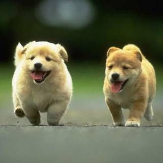 Dog breeds wallpaper