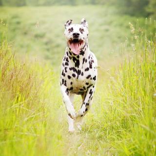 Dog breeds wallpaper