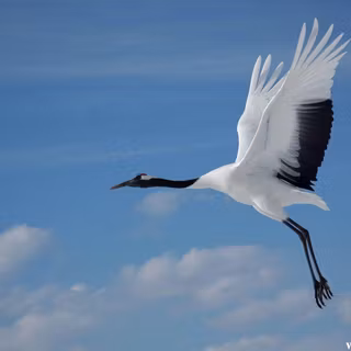 Crane bird wallpaper