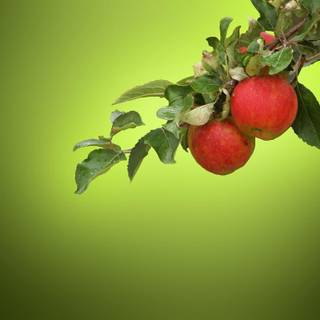 Apple Day wallpaper