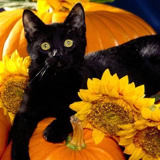 Halloween cats wallpaper