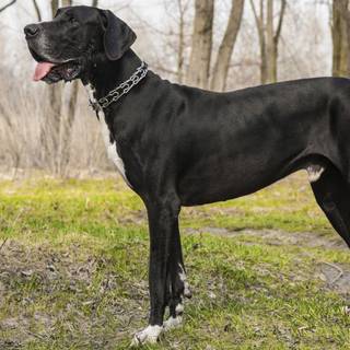 Great Dane wallpaper