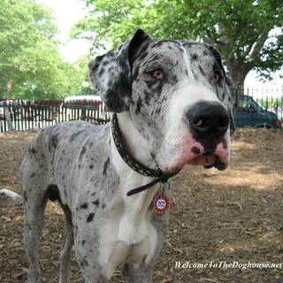 Great Dane wallpaper